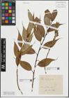Foto von Salix lasiandra Benth.